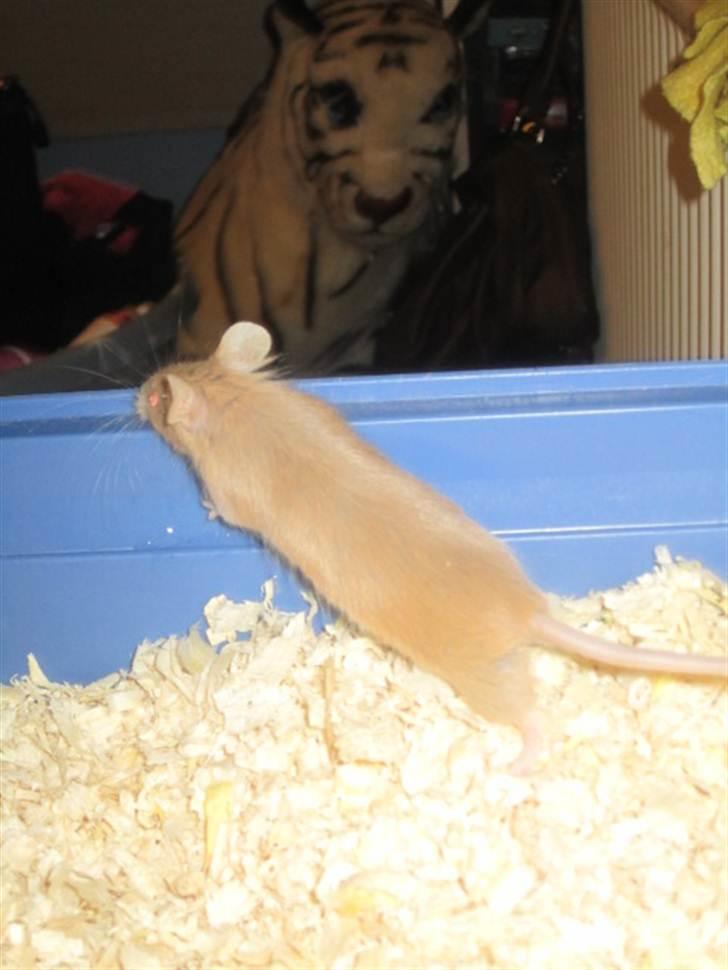 Mus Djævlen billede 5