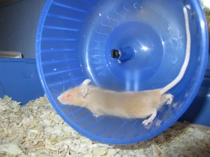 Mus Djævlen billede 6