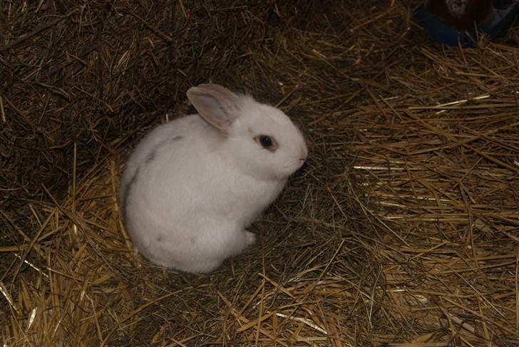 Kanin Snehvide billede 2