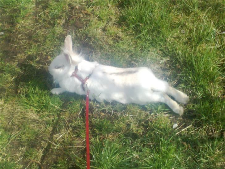 Kanin Snehvide billede 3