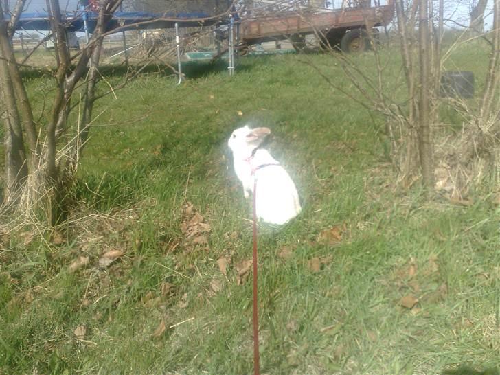 Kanin Snehvide billede 4