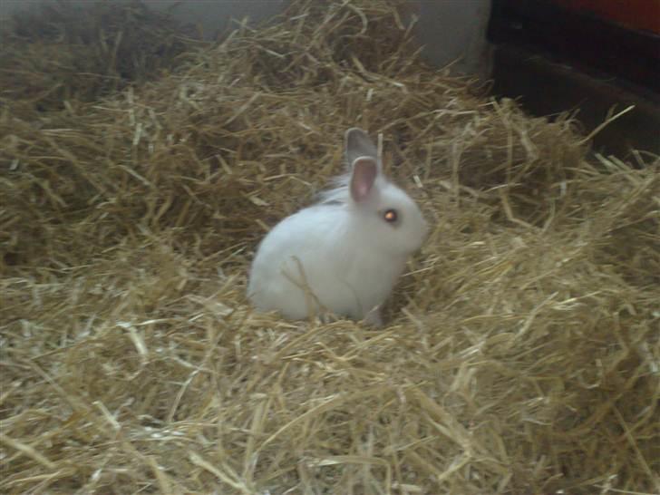Kanin Snehvide billede 5