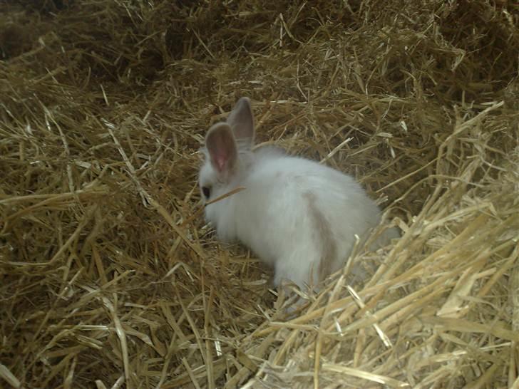 Kanin Snehvide billede 6
