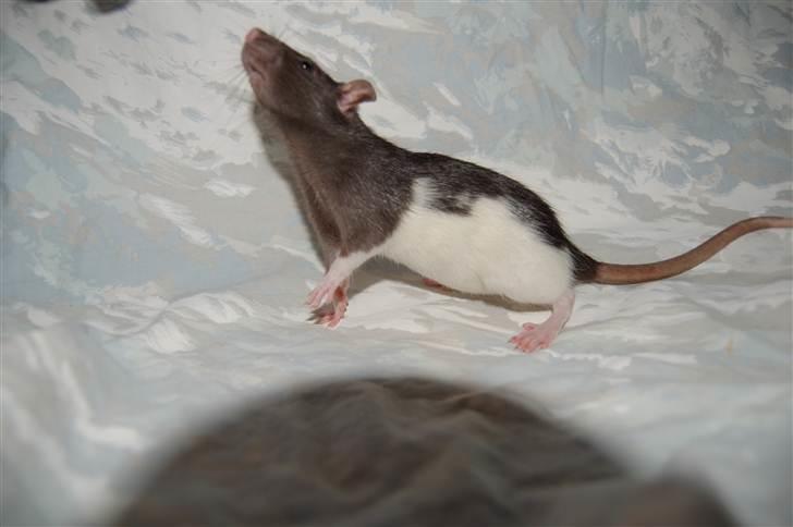 Tamrotte London Tipton billede 8