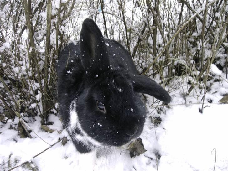 Kanin Olly billede 1