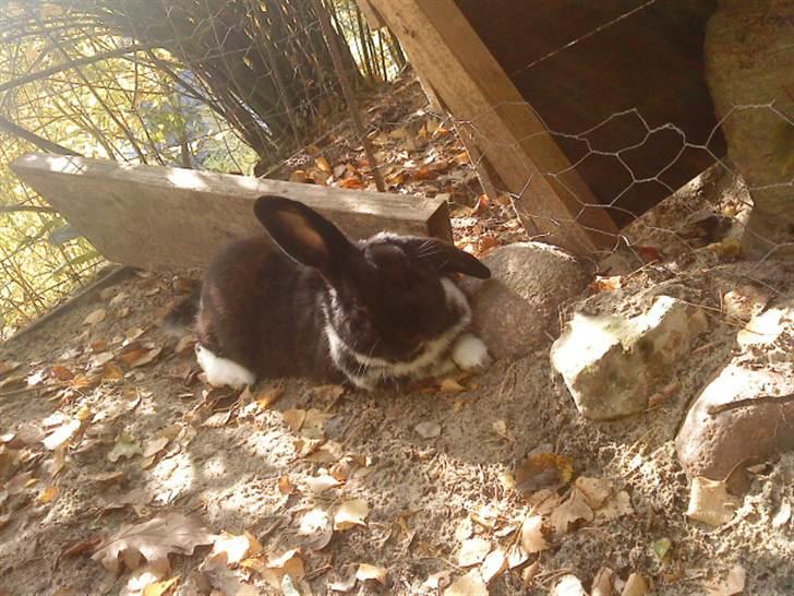 Kanin Olly billede 2