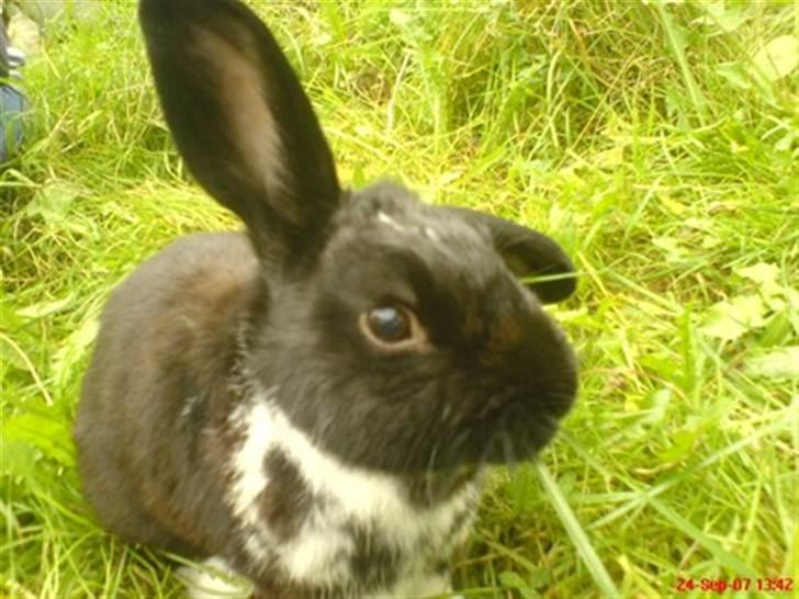 Kanin Olly billede 3