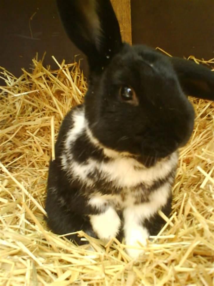 Kanin Olly billede 4