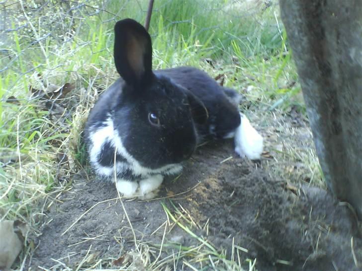 Kanin Olly billede 5