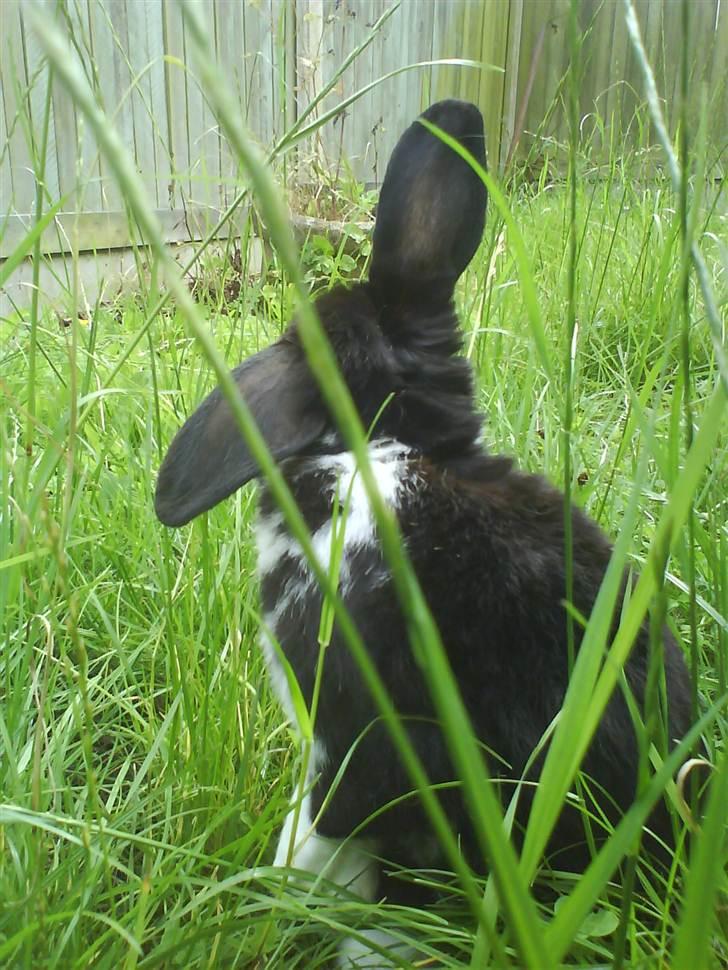 Kanin Olly billede 6