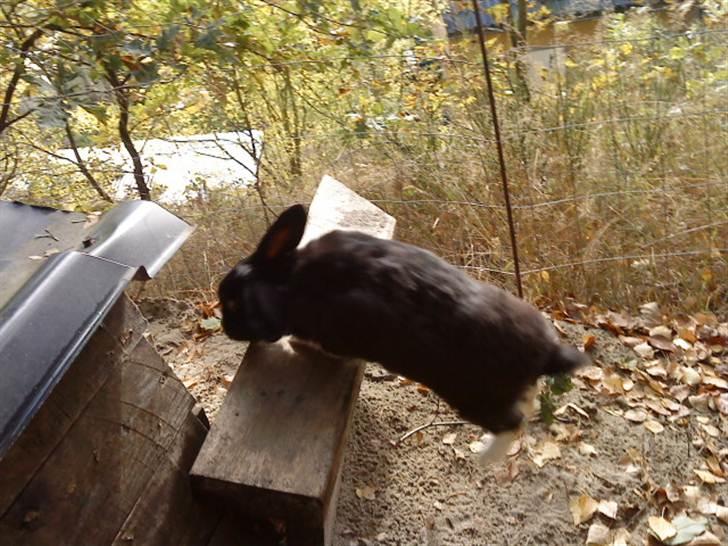 Kanin Olly billede 7