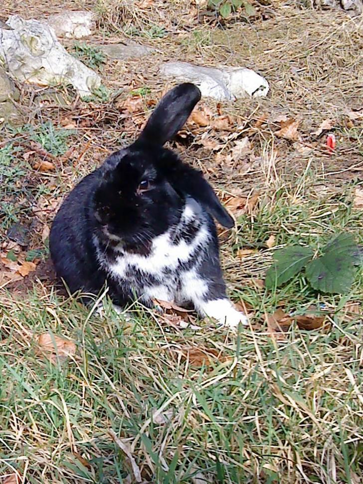 Kanin Olly billede 8