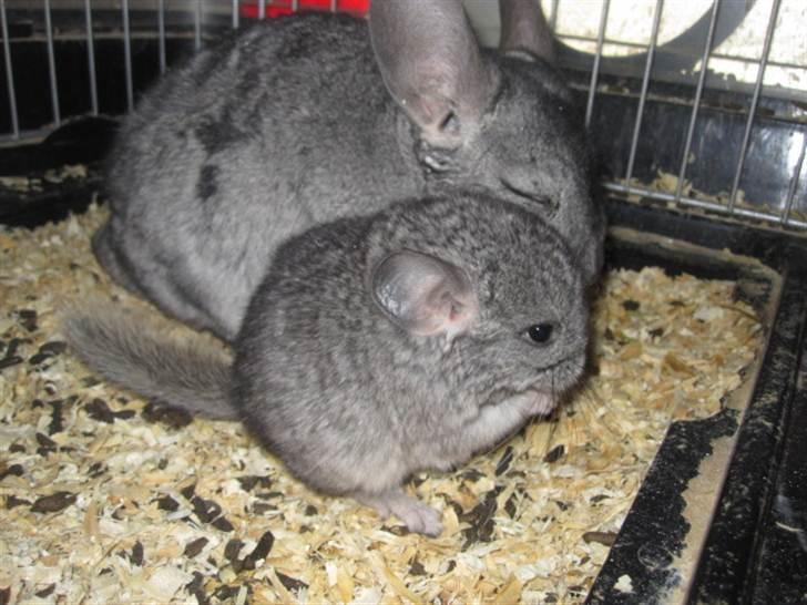 Chinchilla Wilma *aflivet d. 04-06-2012* - 2/5-11 billede 14