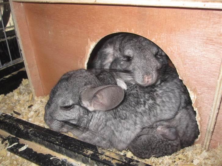 Chinchilla Wilma *aflivet d. 04-06-2012* - 2/5-11 billede 15