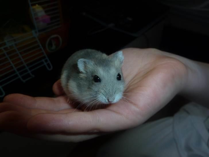 Dværghamster Molly billede 2