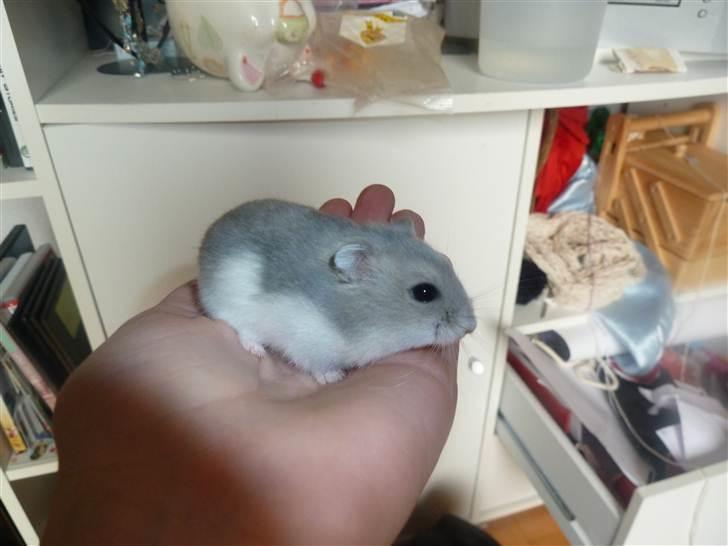 Dværghamster Molly billede 3