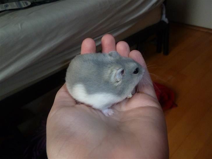 Dværghamster Molly billede 4