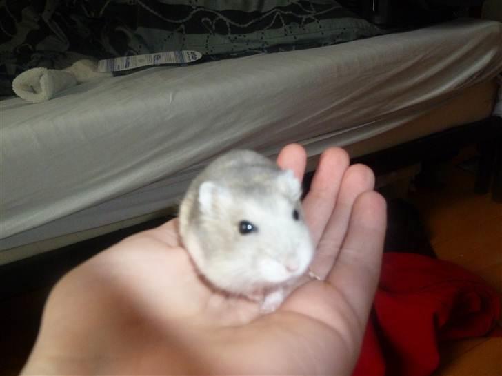 Dværghamster Molly billede 5