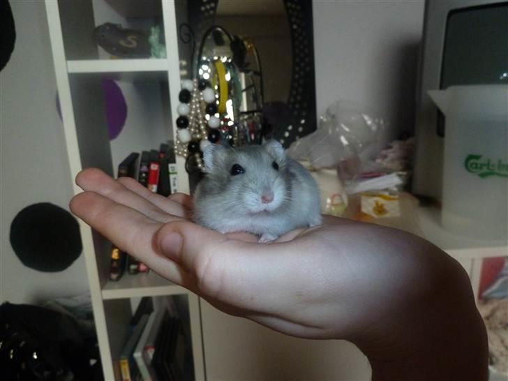 Dværghamster Molly billede 6
