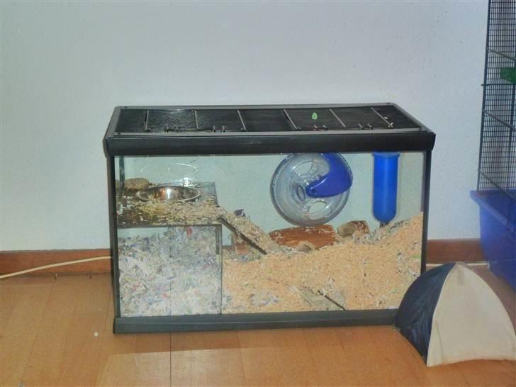 Ørkenrotte Dudski billede 3