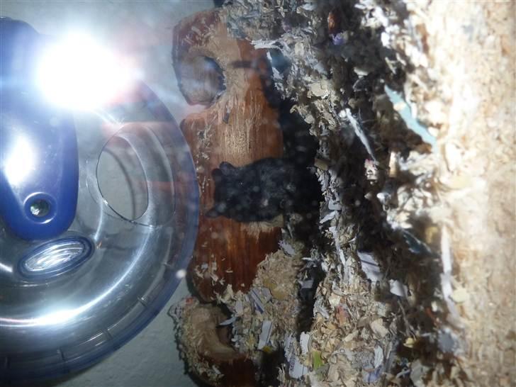 Ørkenrotte Dudski billede 4