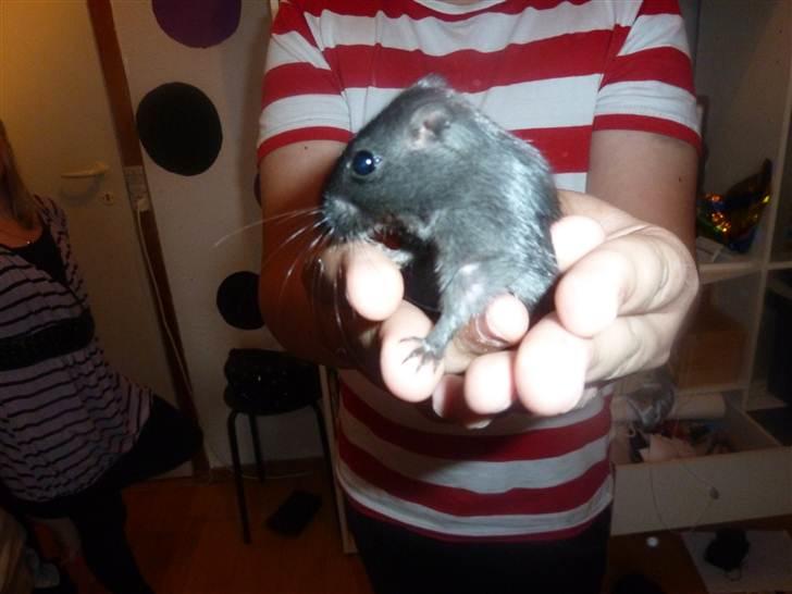 Ørkenrotte Dudski billede 5