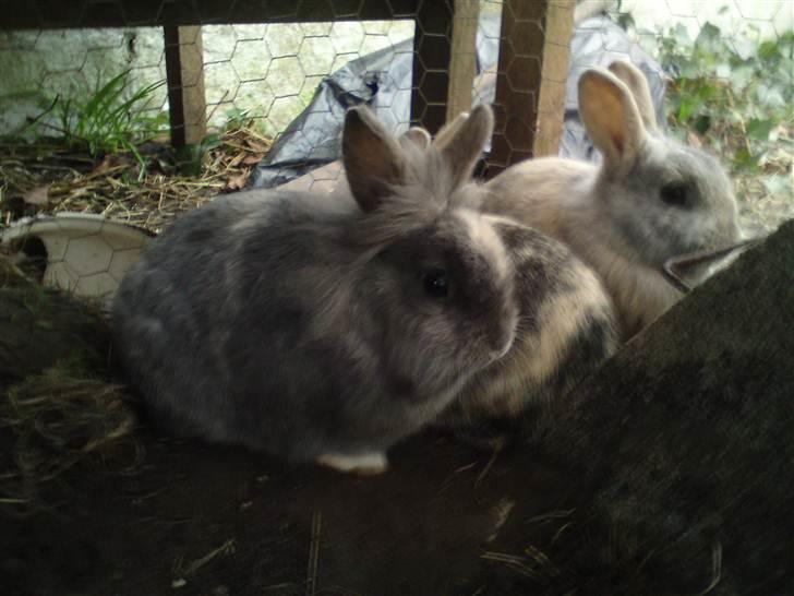 Kanin kahlua EFTERLYSES BORTLØBET!! - i buret billede 14