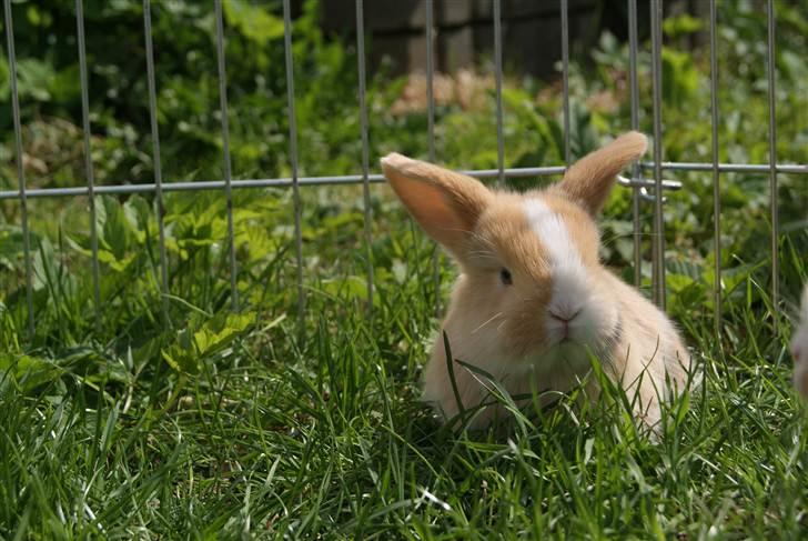 Kanin |DV| Aras´ Piccoli - Den smukkeste !!!  Ti amo Piccoli    (Som betyder: jeg elsker dig piccoli) :D billede 9