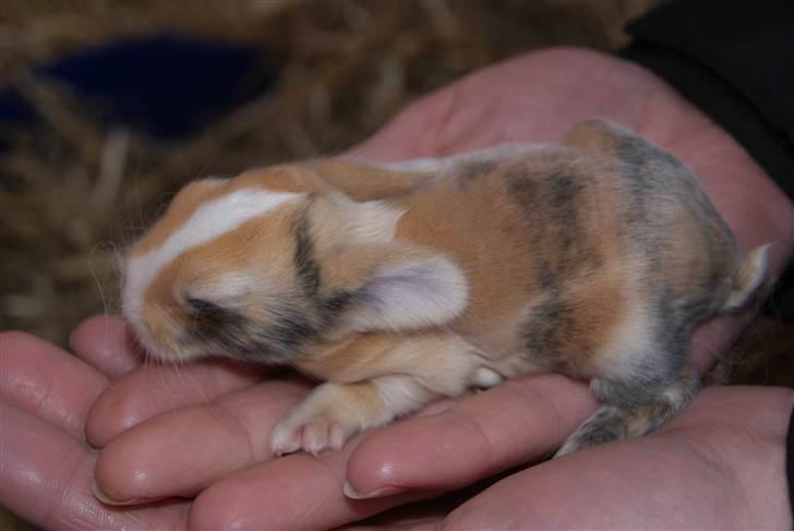 Kanin |DV| Aras´ Piccoli - 1 uge gammel billede 11