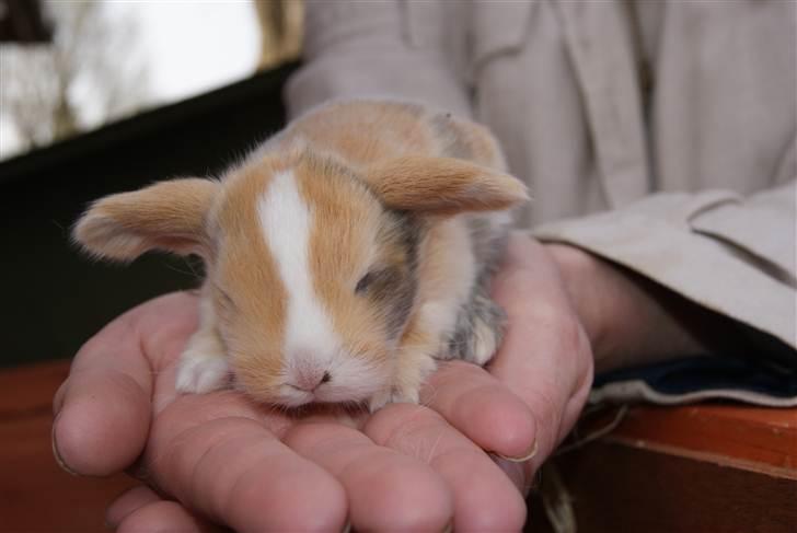 Kanin |DV| Aras´ Piccoli - 2 uger gammel. den sidse unge uden øjne ;) billede 12