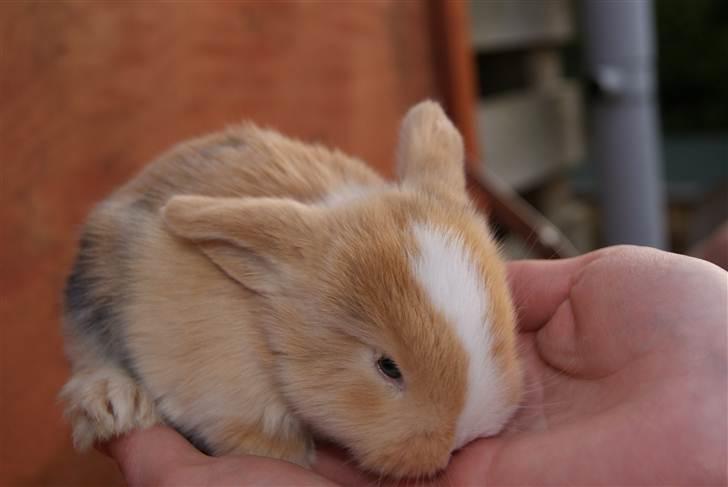 Kanin |DV| Aras´ Piccoli - Ja øjne. BLÅ ØJNE :D piccoli 3 uger gamle billede 13