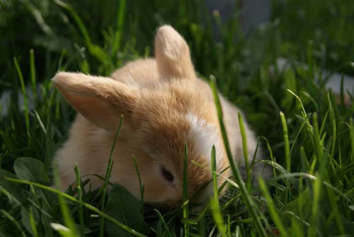 Kanin |DV| Aras´ Piccoli - Så SMUK billede 14