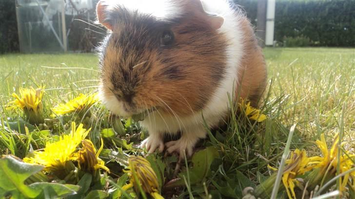 Marsvin Coccò - :-)<3 billede 1