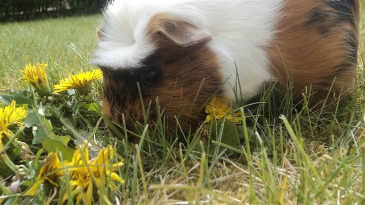 Marsvin Coccò billede 2