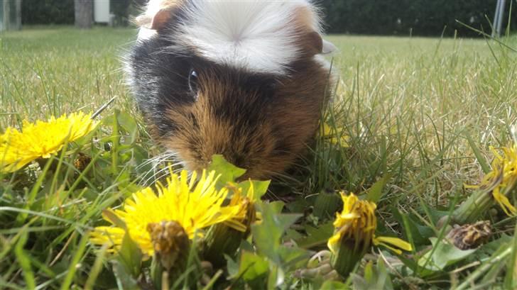 Marsvin Coccò billede 3