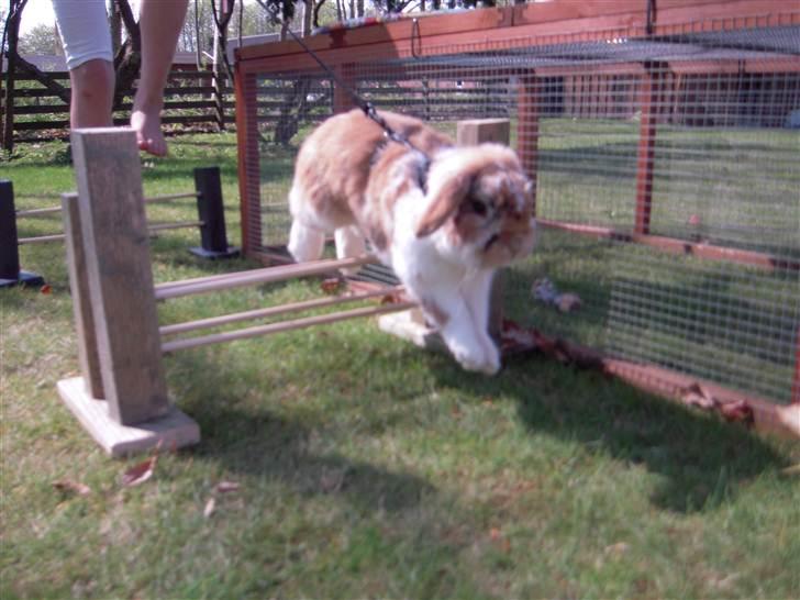 Kanin Nuser ( den Nye spring kanin ) billede 13