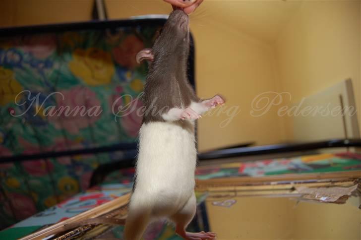 Tamrotte London Tipton billede 9