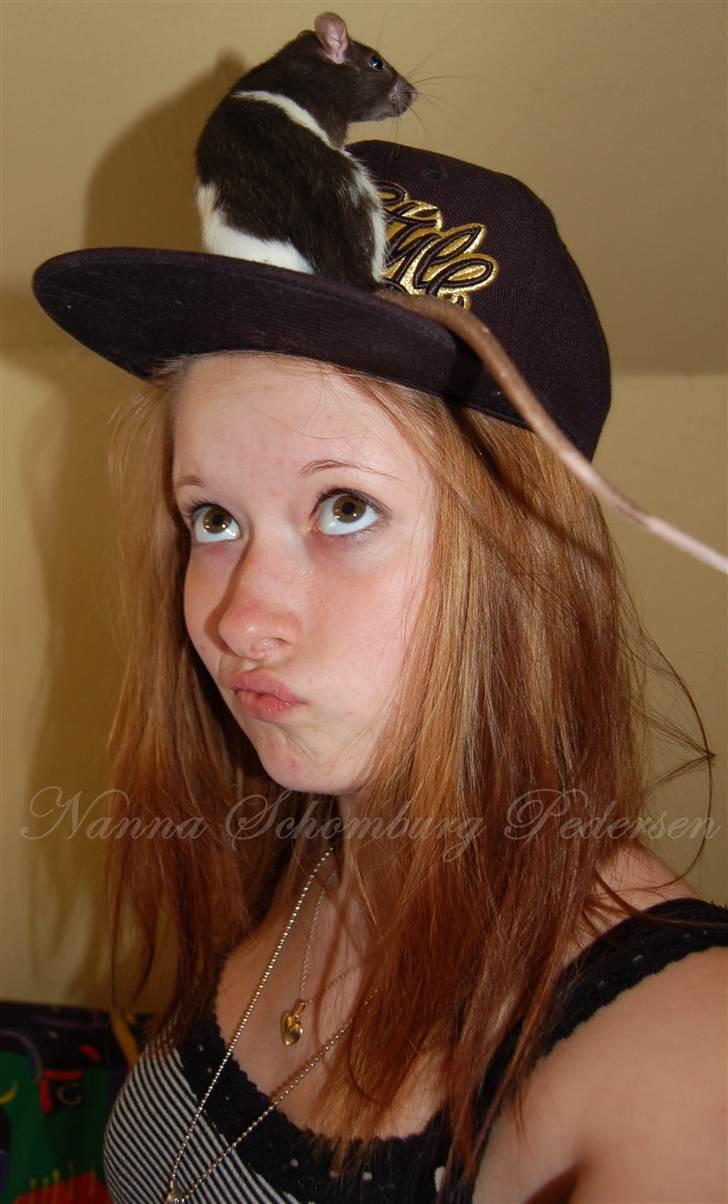 Tamrotte London Tipton billede 10