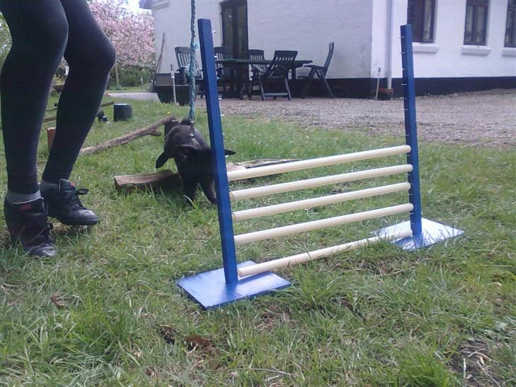 Kanin Flex. billede 16