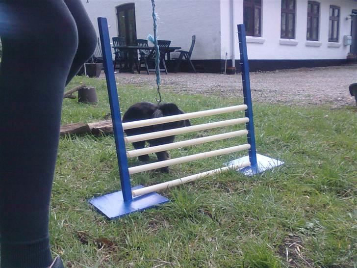 Kanin Flex. billede 17