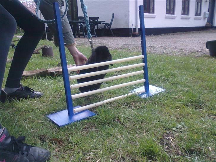 Kanin Flex. billede 18