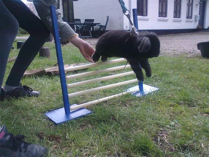 Kanin Flex. billede 19