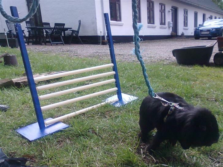 Kanin Flex. billede 20