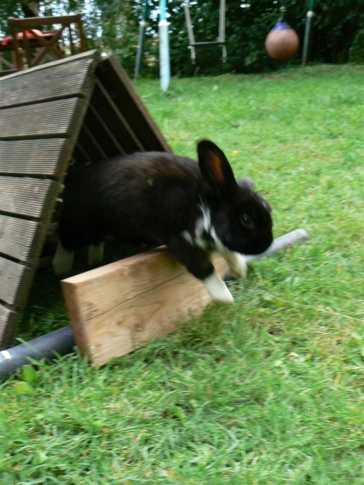 Kanin Olly billede 9