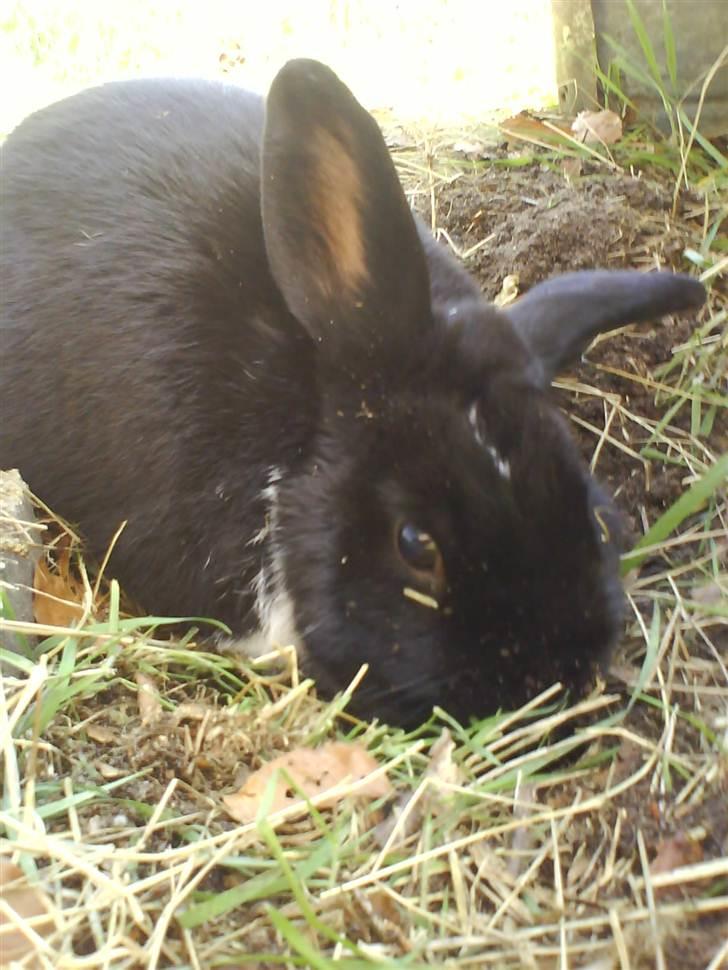 Kanin Olly billede 10