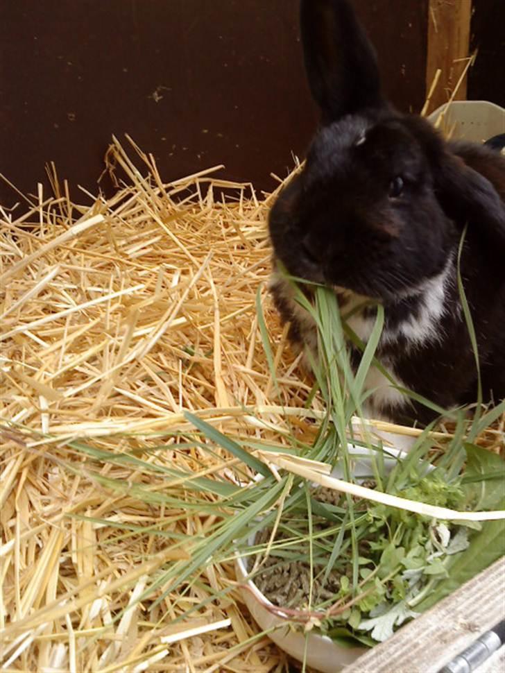 Kanin Olly billede 12
