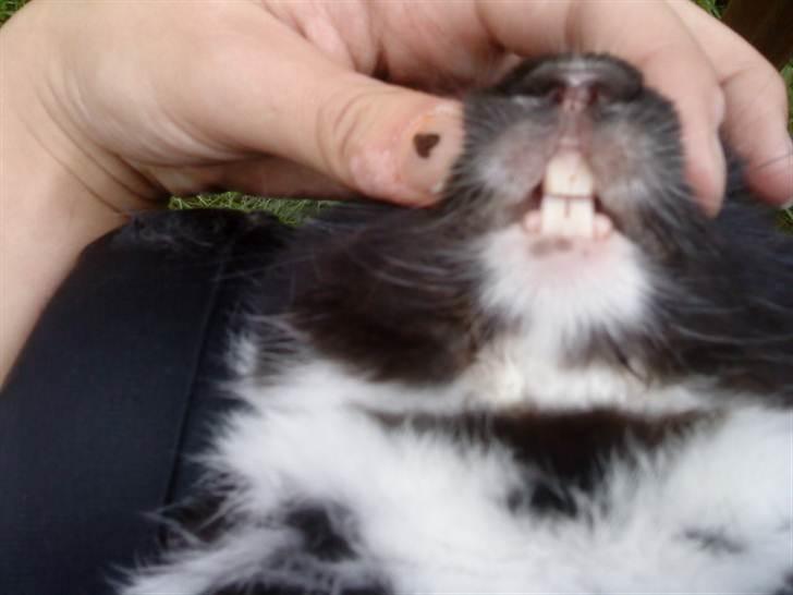 Kanin Olly billede 13