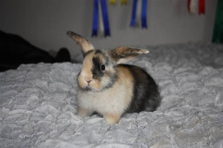 Kanin Sofiagaarden's Speed Ball  |  KLUBMESTER 2011 - Edskien :-)) billede 15