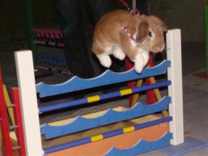 Kanin Levades Ch. Free Willy billede 10