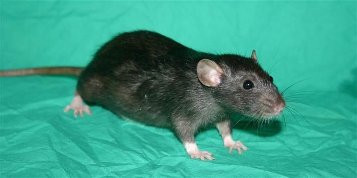 Tamrotte »•Millie af Visby•« - (1) Velkommen til Millie´s profil;D billede 1